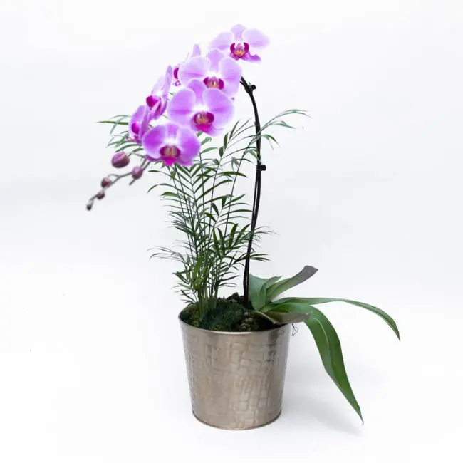Orquídeas para entrega  sao paulo domicilio