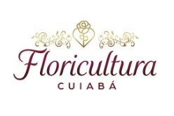 melhor floricultura américa cuiabá mt entrega flores