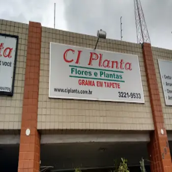 Floricultura CI planta feira de santana ba