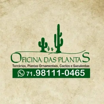 oficina das plantas  floricultura online camacari ba