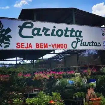 cariotta loja de flores niteroi rj