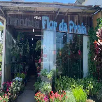 flor da praia floricultura aberta agora sao jose centro sc