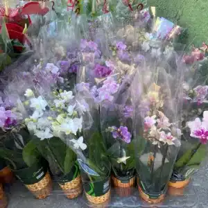 flores e orquideas
