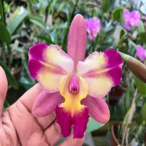 flores para entrega