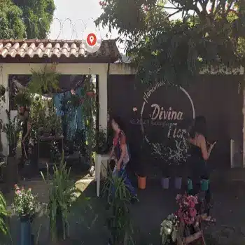 floricultura divina flor