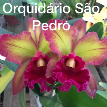 floricultura sao pedro orquidario