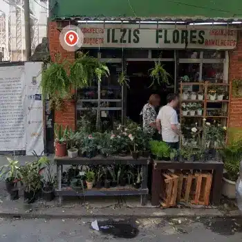florista ilzis flores