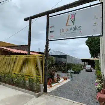 florista lirio dos vales linhares