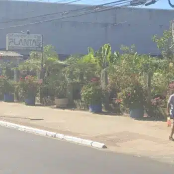 loja de flores shooping das plantas