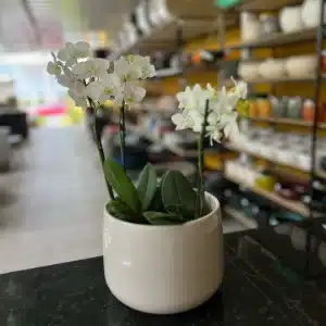 orquídea em vaso barata