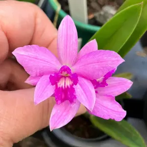 orquidea linda para presente