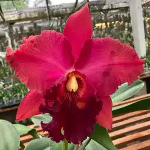 orquideas baratas