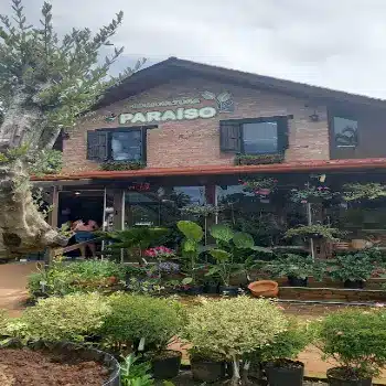 paraiso floricultura online blumenau