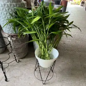 planta linda