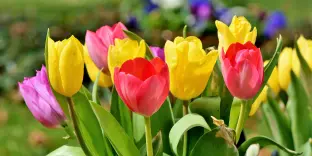 significado oculto da tulipa