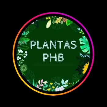 floricultura plantas phb