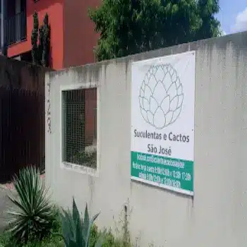 loja de flores suculentas e cactos sao jose pinhais