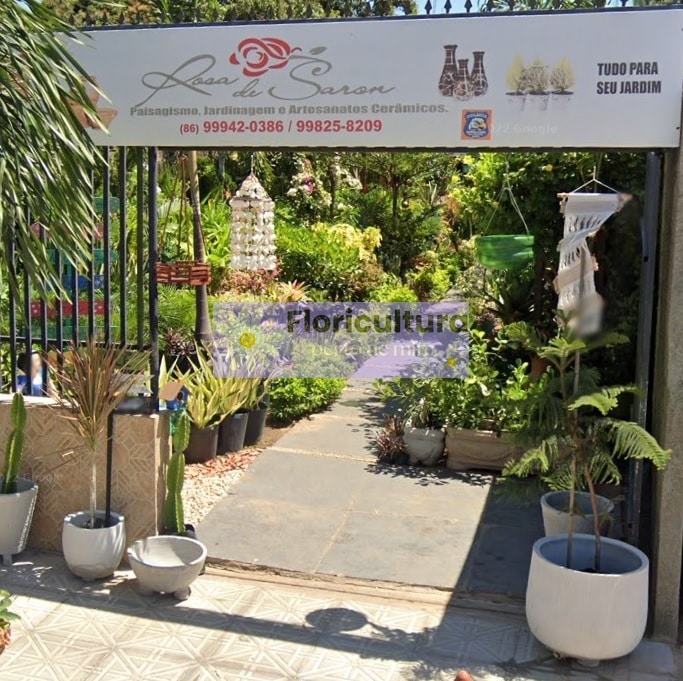 rosa de saron floricultura 24 horas parnaiba pi