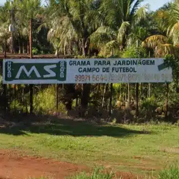 floricultura MS compra grama em dourados